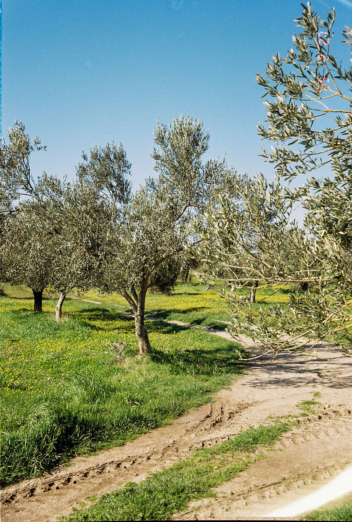 Olive trees